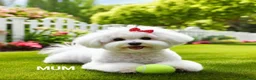 Maltipoo dogs for sale: Beautiful Red Toy Maltipoo Boy in Bradford - Advert 5