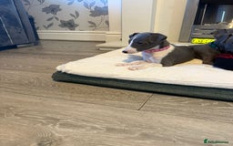 Whippet dogs for sale: 8 Week Old Whippet Puppies  - Advert 20