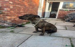Presa Canario dogs for sale: Presa canario  - Image 4