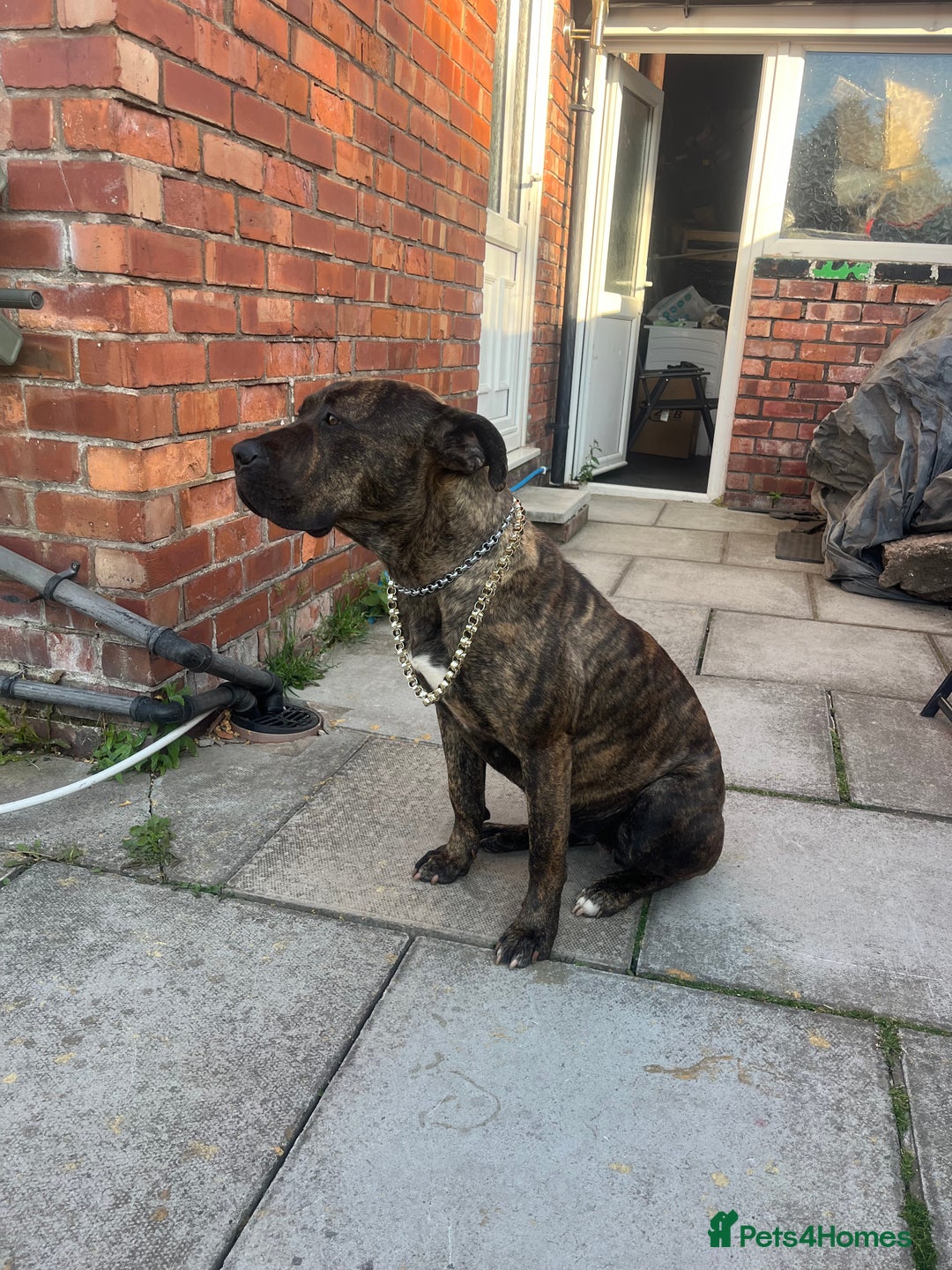 Presa Canario dogs for sale: Presa canario  - Image 4