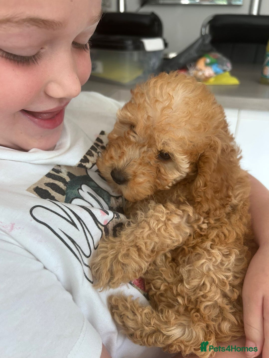 Miniature Poodle dogs for sale: Miniature poodle - Image 8