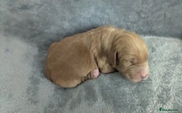Cocker Spaniel dogs for sale: Adorable Working-Type Cocker Spaniel Puppies  - Image 10