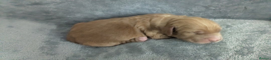 Cocker Spaniel Puppy 5