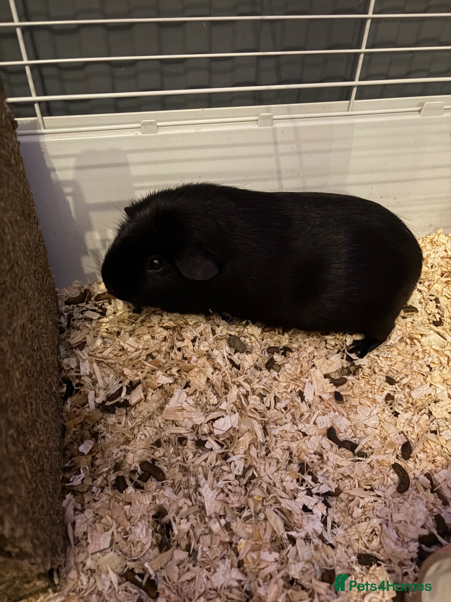 Guinea Pig rodents Male guinea pig - Advert 3