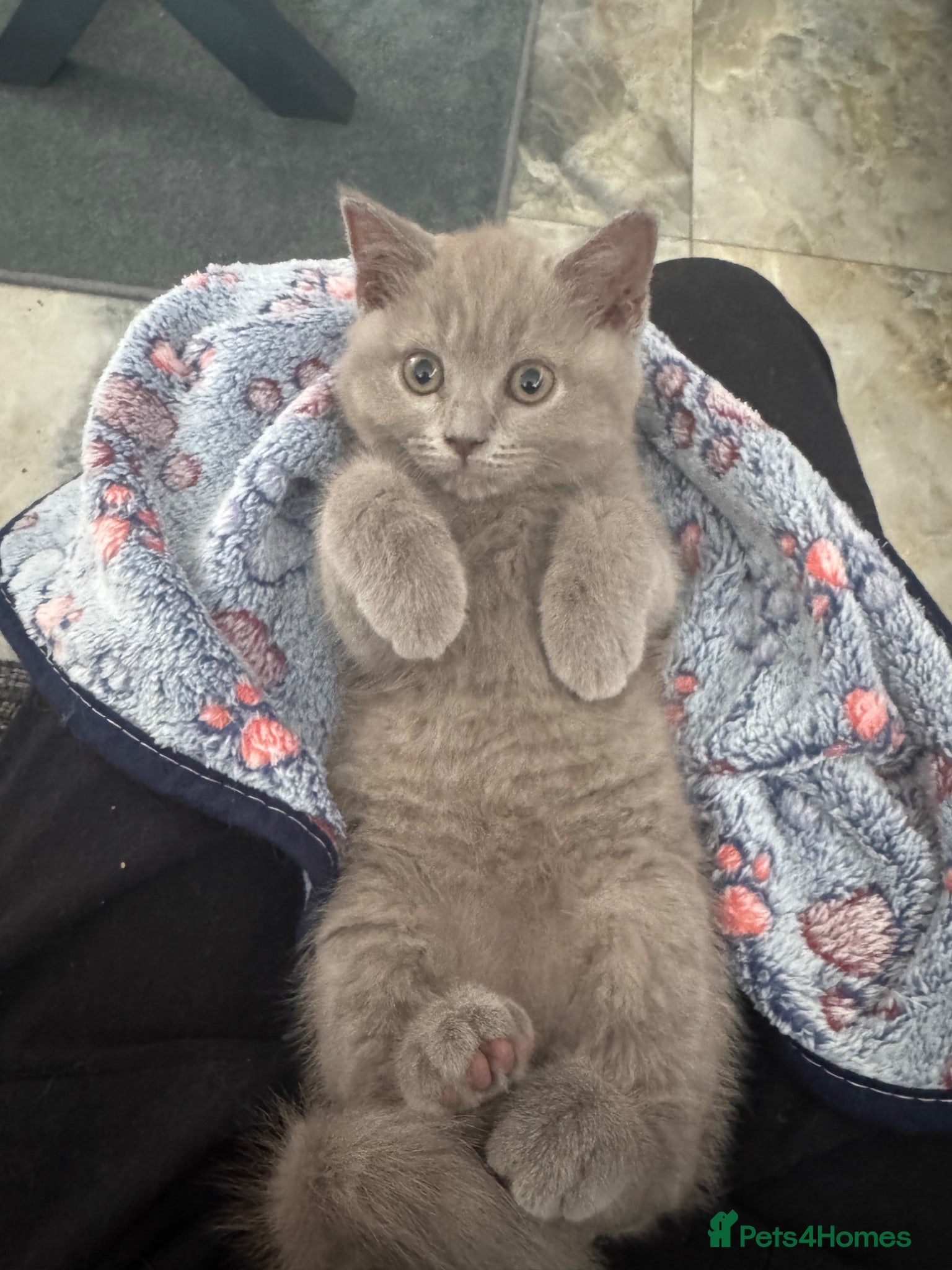 British Shorthair cats British shorthair x ragdoll - ready now  - Advert 2