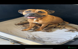 Mixed Breed dogs for sale: Mastiff puppies - Image 18