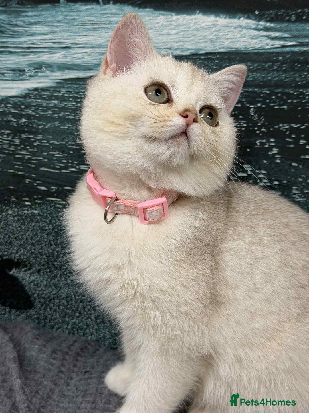 British Shorthair cats for sale: Stunning BSH golden/silver Kittens TICA - Advert 25