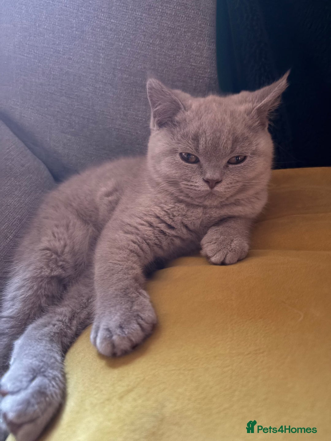 British Shorthair cats for sale: BSH lilac male - Image 6
