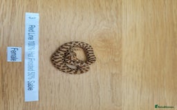 Snake reptiles for sale: Western Hognose CB25 babies UPDATED - Image 9