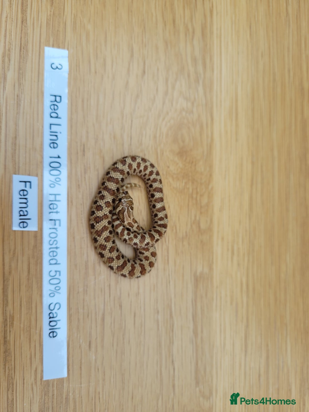 Snake reptiles for sale: Western Hognose CB25 babies UPDATED - Image 9