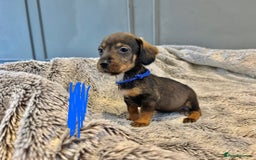 Dachshund dogs for sale: wirehaired dachshunds (teckels) - Image 18