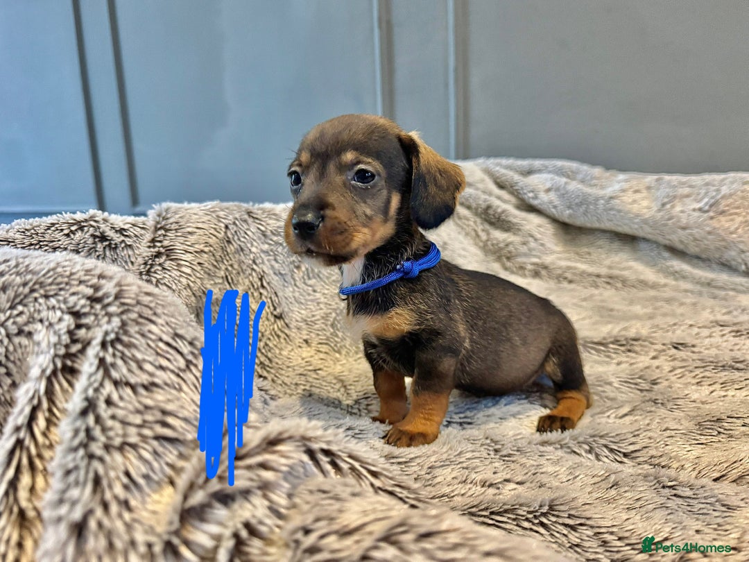 Dachshund dogs for sale: wirehaired dachshunds (teckels) - Image 18