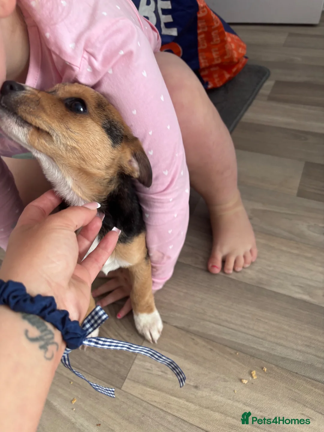 Mixed Breed dogs for sale:  Jack Russel cross chihuahua the last little boy - Advert 1