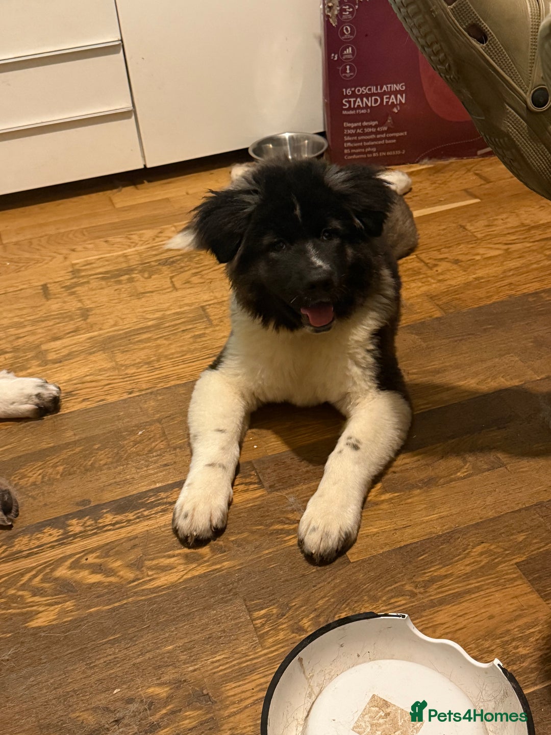 Akita dogs for sale: Akita Female  puppy - Advert 3