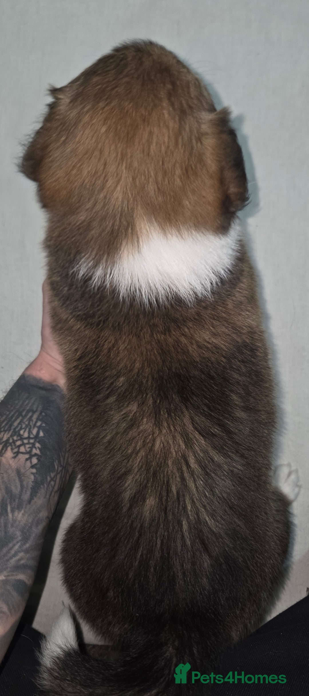 Border Collie dogs for sale: Beautiful tri colour border collie pups  - Advert 13