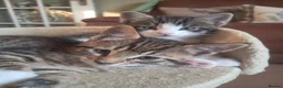 Mixed Breed cats for sale: 3 beautiful kittens 😸 ready now, 4 boys  - Advert 4