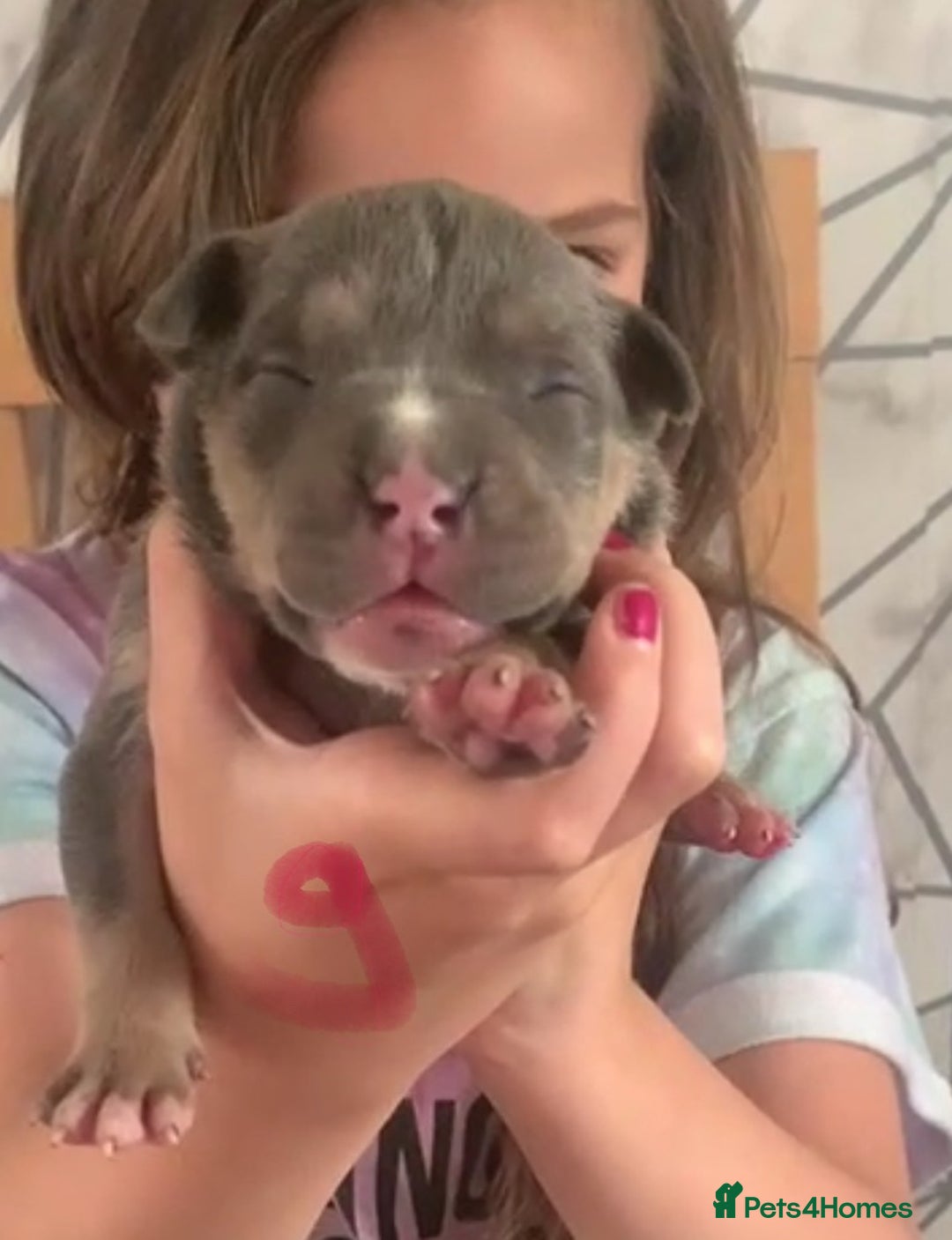 Staffordshire Bull Terrier dogs for sale: Blue tri Staffordshire bull terrier pups for sale  - Image 1