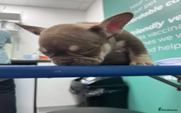 French Bulldog dogs for sale: Outstanding Frenchie’s!! Ready to go in 1 week - Image 19