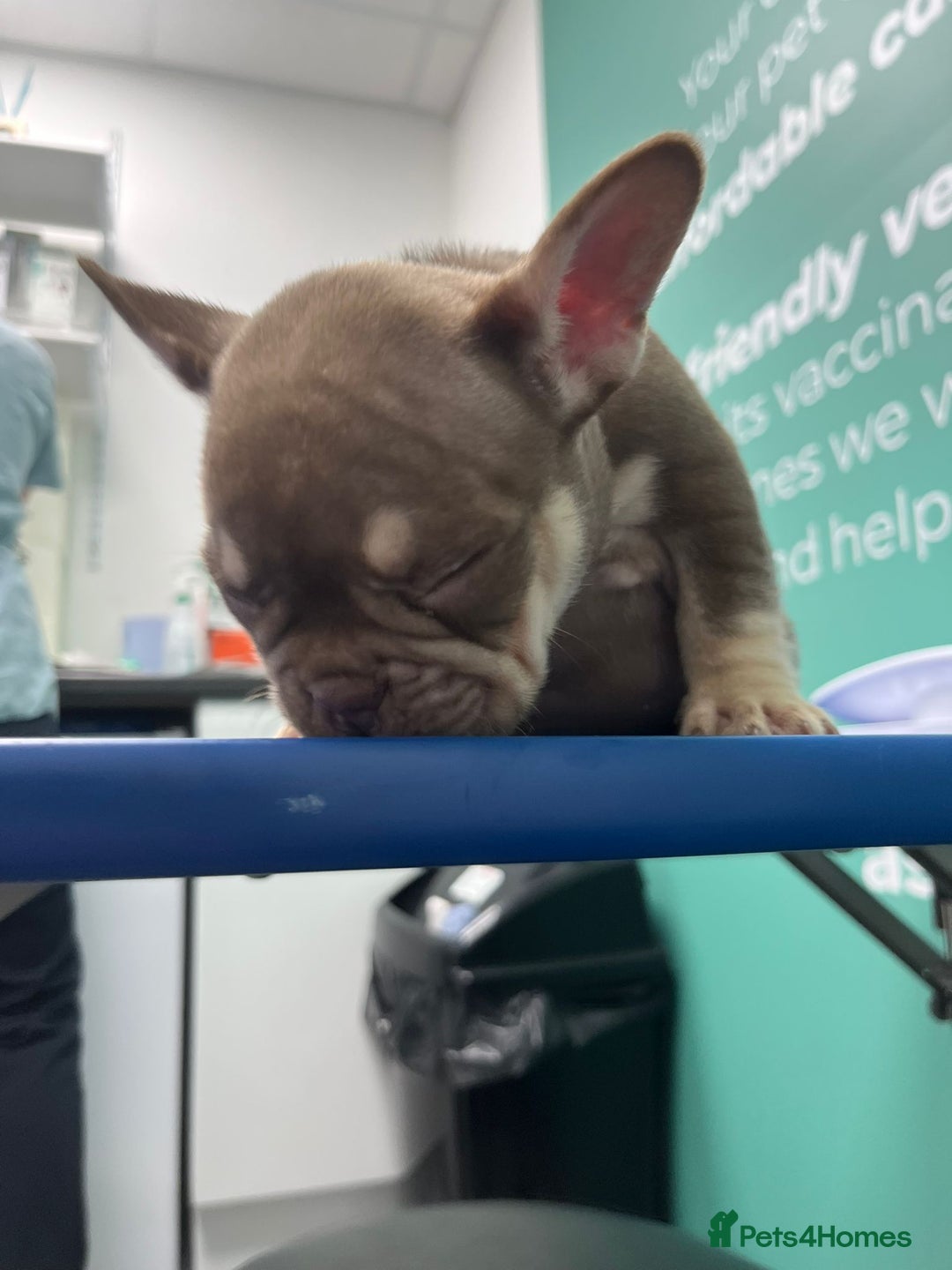 French Bulldog dogs for sale: Outstanding Frenchie’s!! Ready to go in 1 week - Image 19