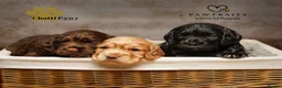 Cocker Spaniel dogs for sale: Amazing cocker spaniels  - Advert 18