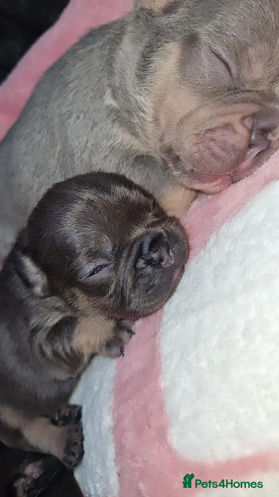 French Bulldog dogs for sale: Frenchie 🐾🐾 last little girl  - Advert 19