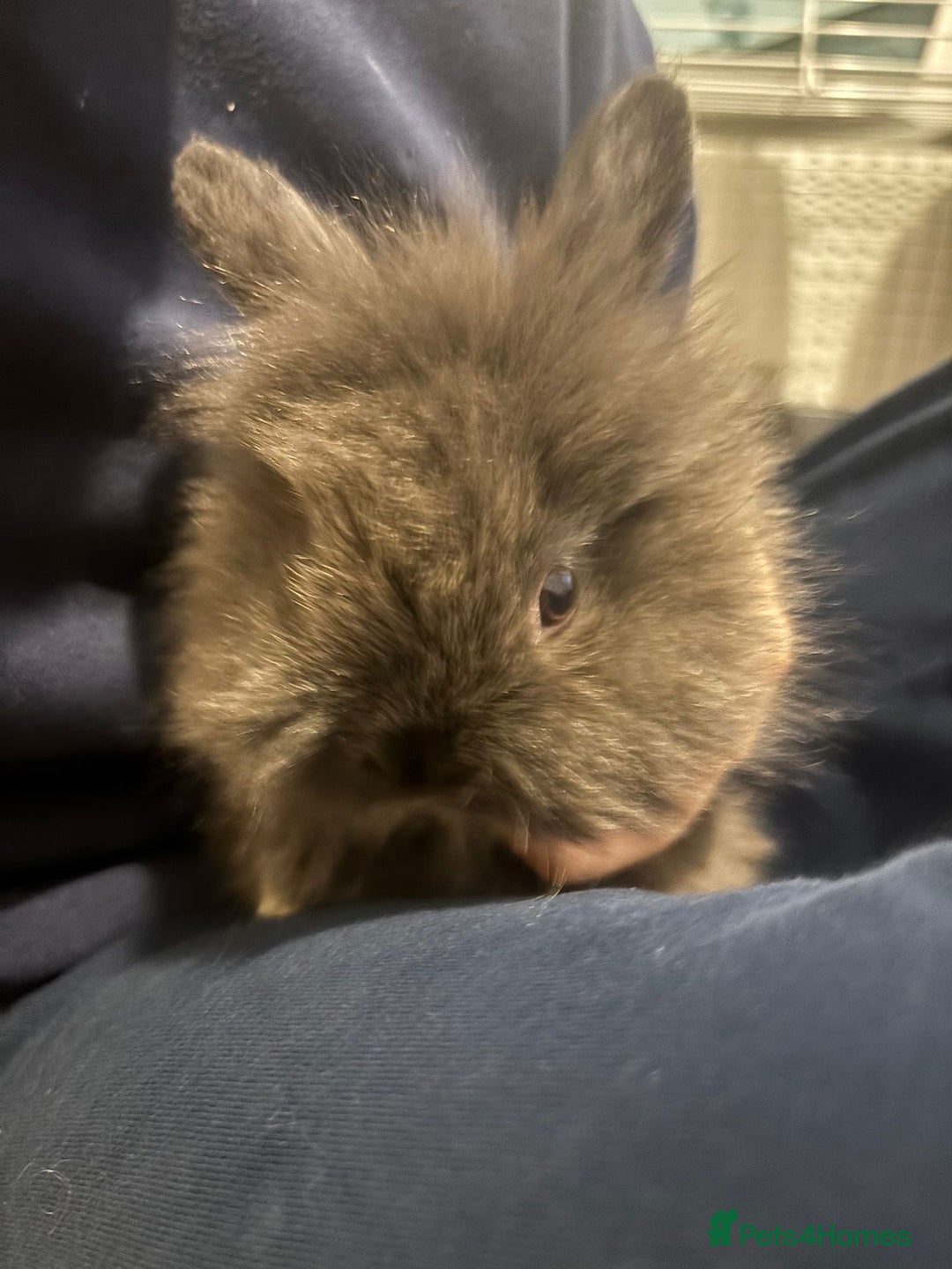 Lionhead rabbits for sale: Lionhead  - Advert 3
