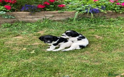 English Springer Spaniel dogs for sale: English Springer Spaniel Puppies for Sale - Image 17