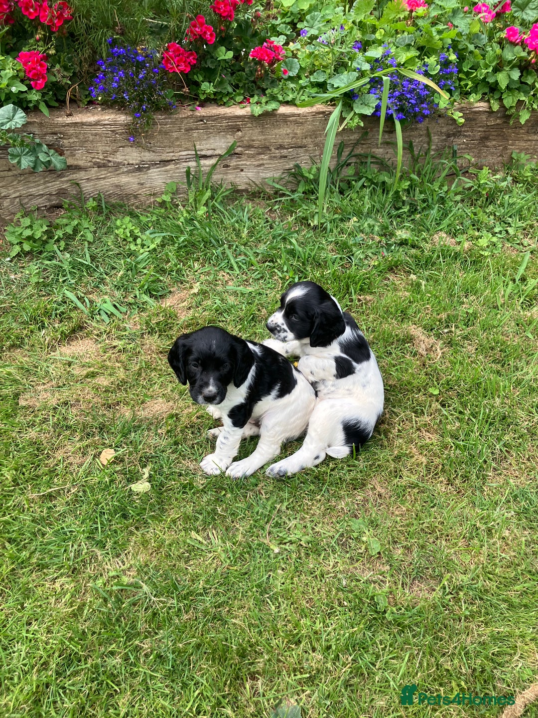 English Springer Spaniel dogs for sale: English Springer Spaniel Puppies for Sale - Image 17
