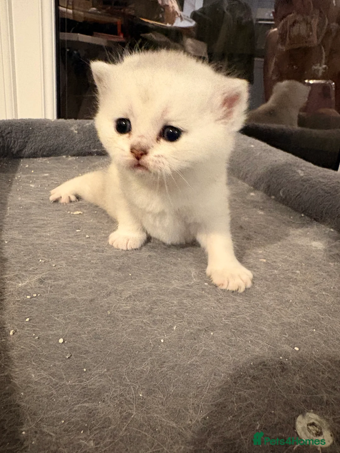 Scottish Fold cats for sale: 6 Scottish Straight Kittens 🐾 in Wimborne - Advert 2
