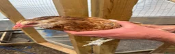 Mixed Breed poultry for sale: Rumpless Arucana Hen Polish, Brahma, silkie chicks - Advert 8