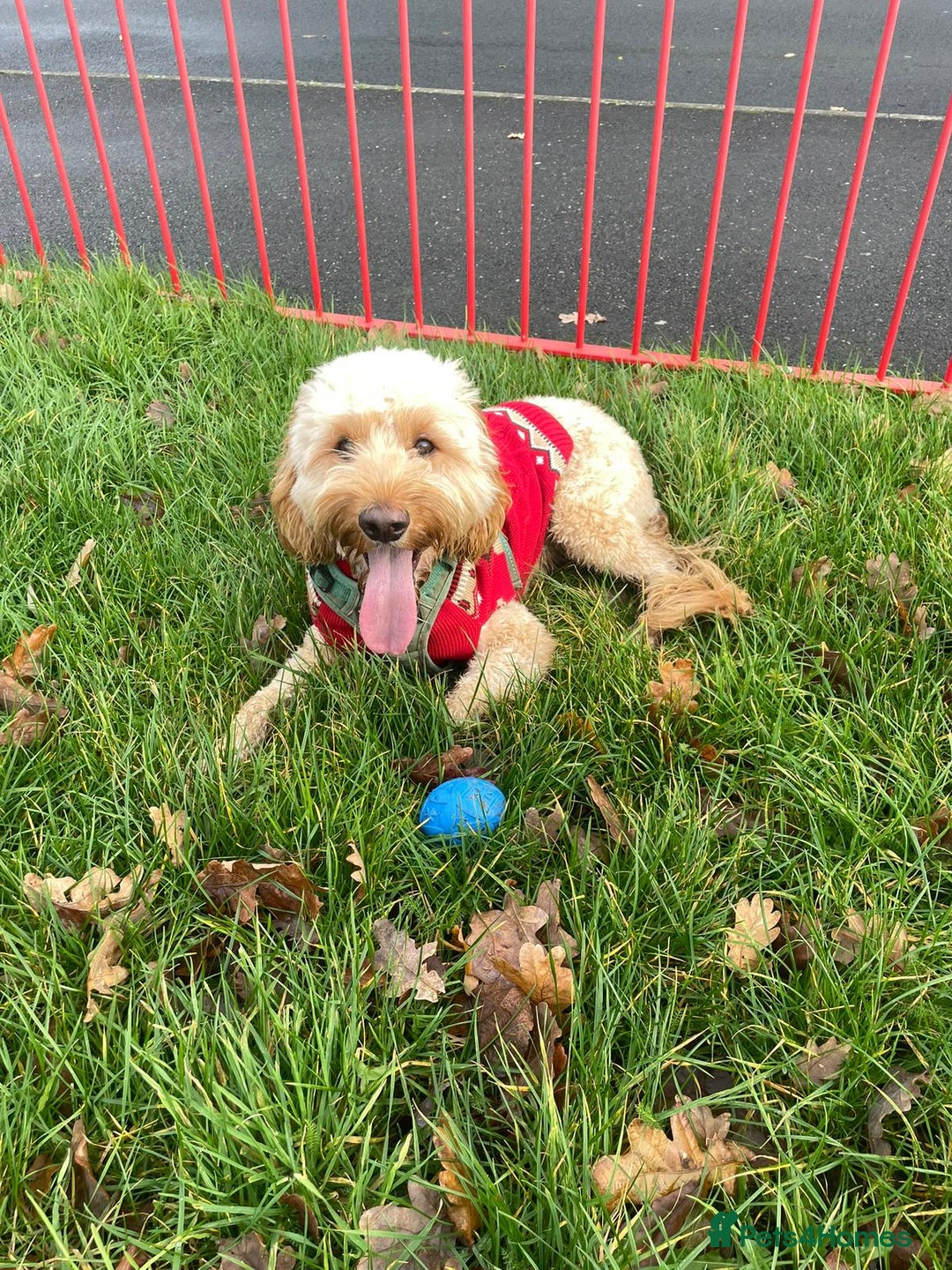 Cockapoo dogs for sale: Male cockapoo  - Advert 5