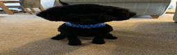 Miniature Poodle dogs for stud: Pure miniature poodle ready for stud service  in Bury Saint Edmunds - Advert 3