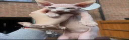Sphynx cats for sale: Beautiful Sphynx Boy 😊 - Advert 8