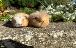 Guinea Pig rodents for sale: Gorgeous pure bred Swiss guinea pig sows - Image 11