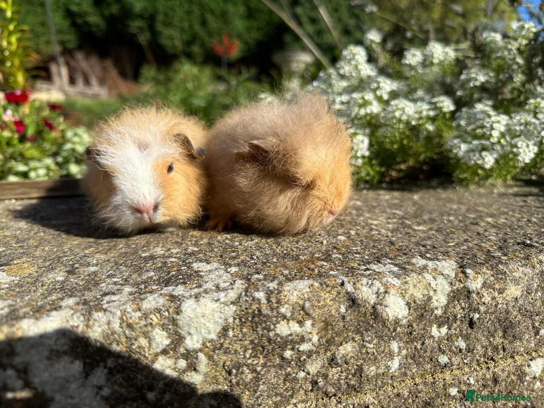 Guinea Pig rodents for sale: Gorgeous pure bred Swiss guinea pig sows - Image 11
