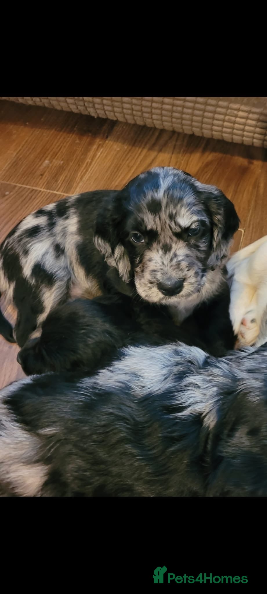Cocker Spaniel dogs 5 Gorgeous Cocker Spaniel Puppies 🐾  - Advert 14