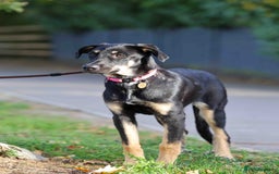 Mixed Breed dogs for adoption: Sweet Stella - reserved - Advert 19