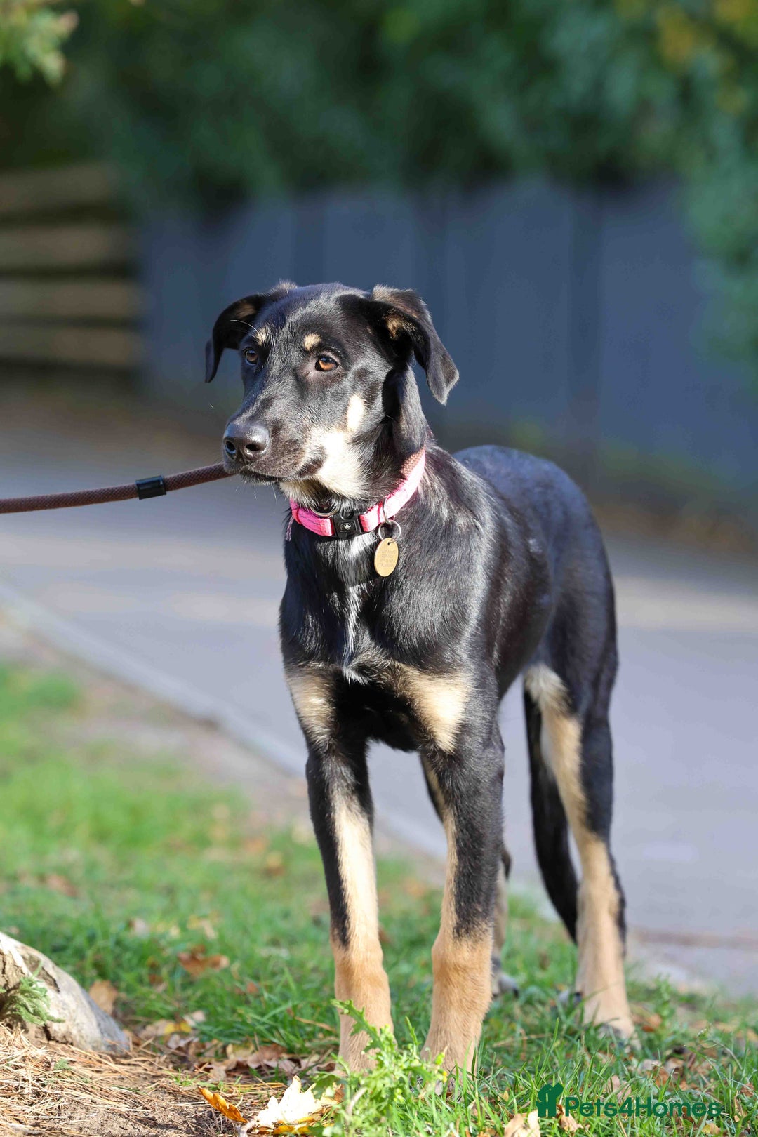 Mixed Breed dogs for adoption: Sweet Stella - reserved - Advert 19