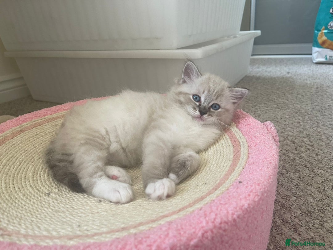 Ragdoll cats for sale: Four beautiful Ragdoll kittens available 🐾 - Image 2