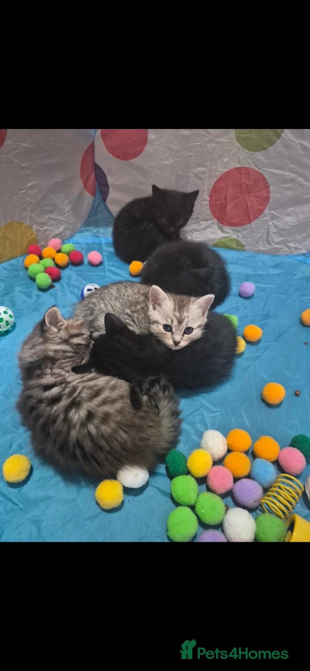 Mixed Breed cats for sale: 1 Black kitten left Girl - Advert 15