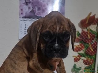 Boxer dogs Ready Now Outstanding KC Boxer puppies - Advert 3
