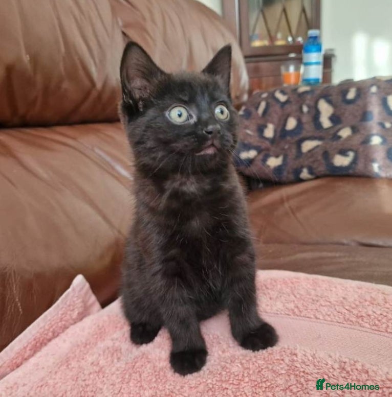 Mixed Breed cats Kittens ready now  - Advert 4