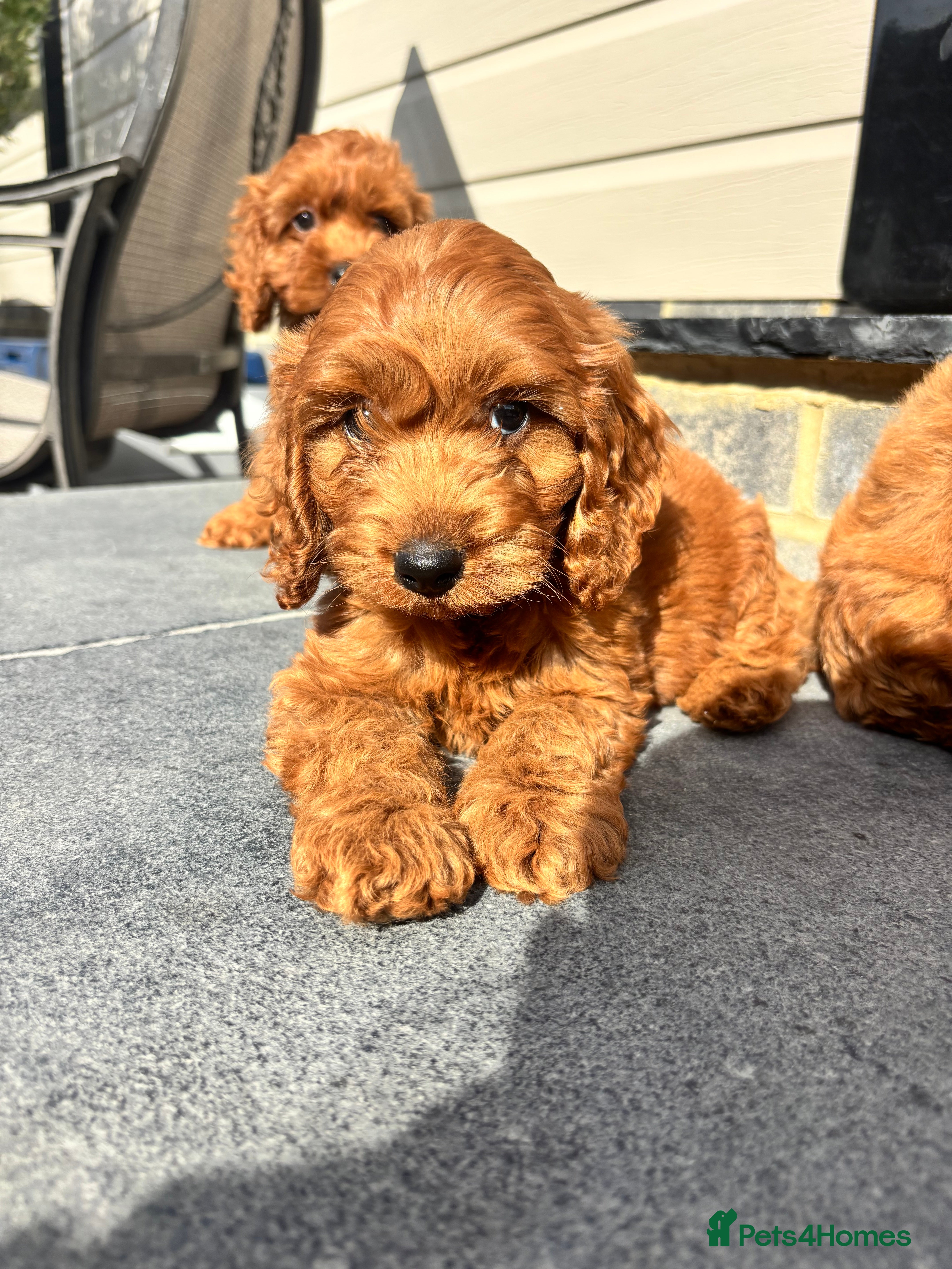 Cockapoo dogs KC Parents F1 Ready To Leave !!! - Advert 1