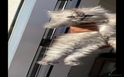 Persian cats for sale: Purrrfect Persians 😻😻😻 - Image 6