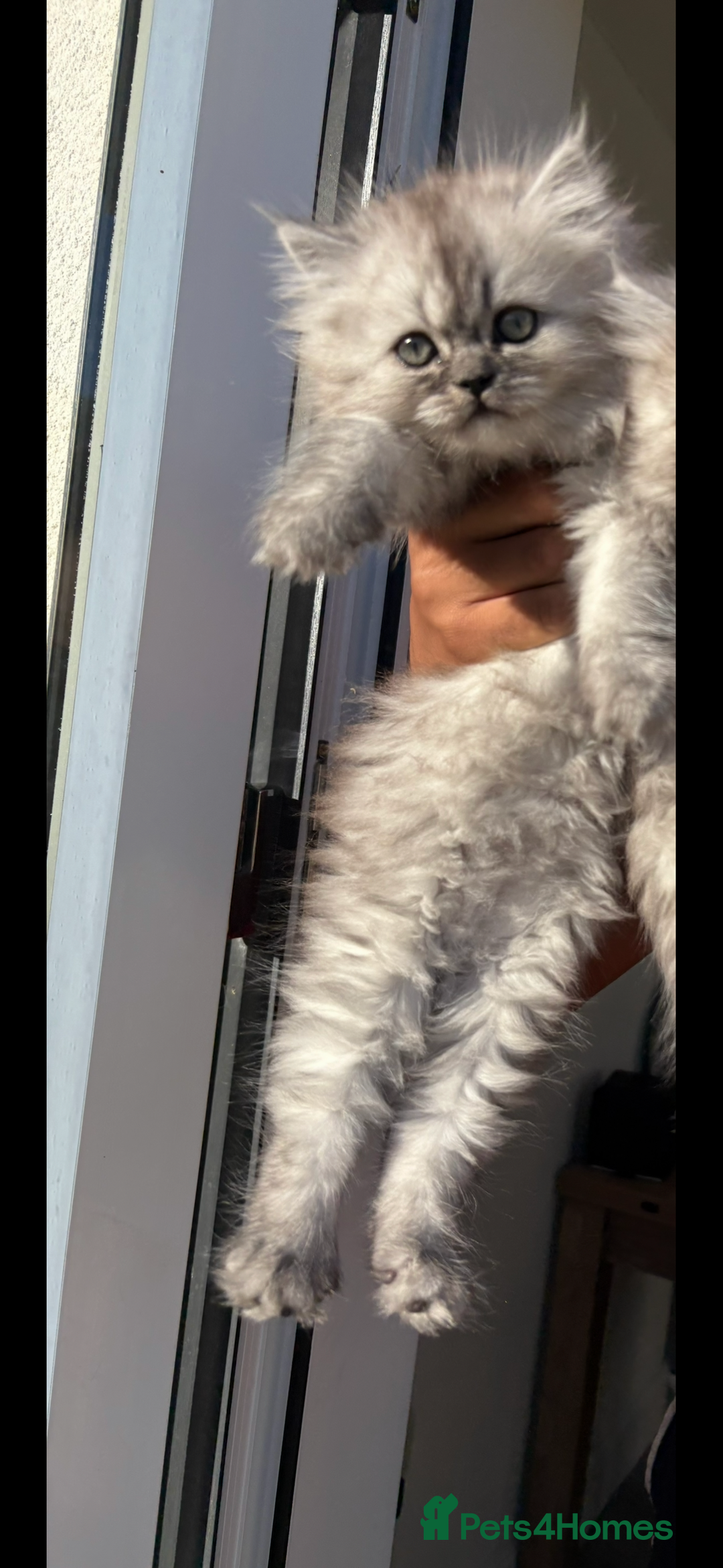 Persian cats for sale: Purrrfect Persians 😻😻😻 - Image 6