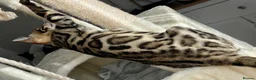 Bengal cats for sale: 🐅Gorgeous 😍One of a Kind Dream Bengal Boy!🐅 - Advert 6