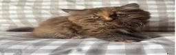 British Shorthair cats for sale: GCCF BSH & BLH KITTENS  - Advert 4