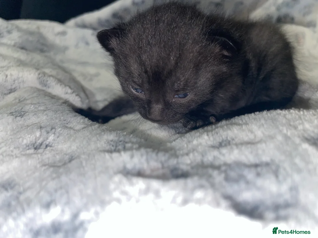 Mixed Breed cats for sale: Beautiful black kitten - Advert 13