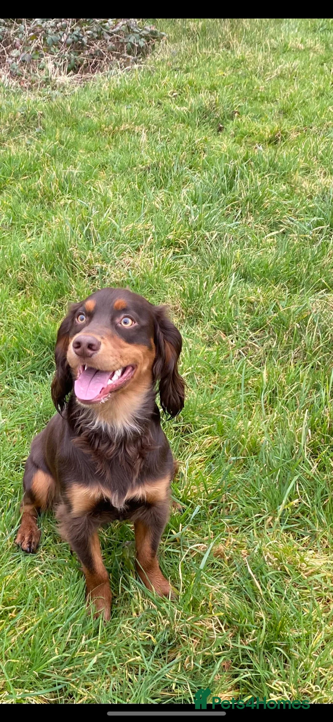 Cocker Spaniel dogs for stud: Working Cocker spaniel available for stud  - Advert 2