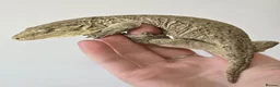 Gecko reptiles for sale: Leachianus Gecko will be high pinks/ high pattern  - Advert 8